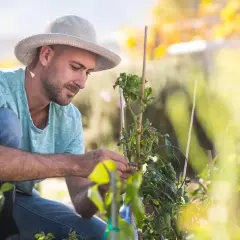Hombre con sombrero trabajando en su huerto, cuidando plantas. Su pasión por la **carrera paisajismo** se refleja en cada detalle.