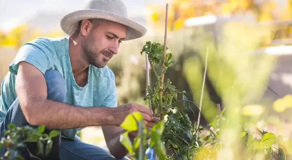 Hombre con sombrero trabajando en su huerto, cuidando plantas. Su pasión por la **carrera paisajismo** se refleja en cada detalle.